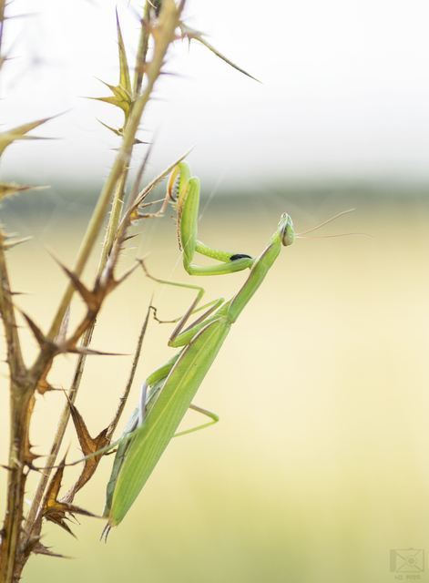 Mantis religiosa - imádkozósáska