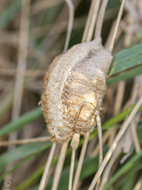 Mantis religiosa - imádkozósáska