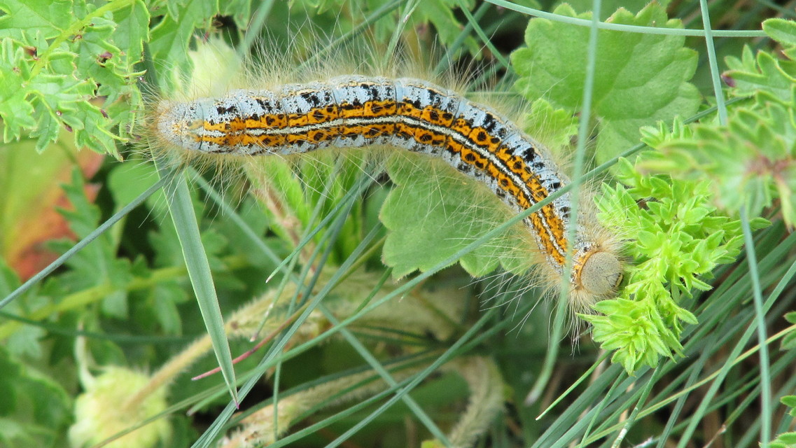 Malacosoma castrensis - kutyatejszövő