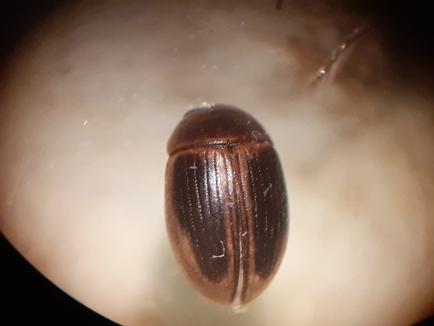 Cercyon laminatus - jövevény iszapcsiborka Cercyon laminatus - jövevény iszapcsiborka