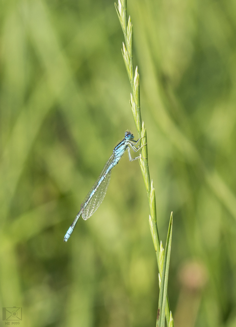 Coenagrion scitulum - mediterrán légivadász