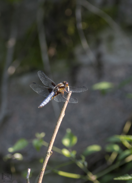 Libellula depressa - széles laposacsa