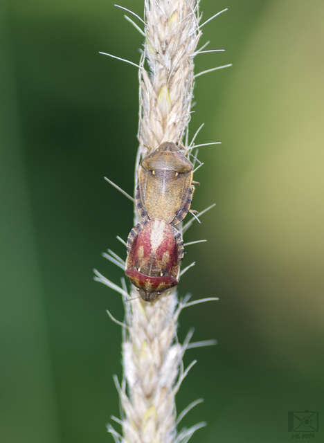 Eurygaster