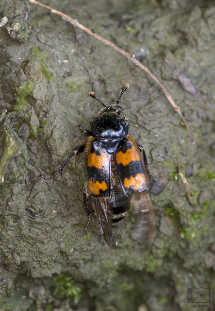 Nicrophorus vespillo - közönséges temetőbogár