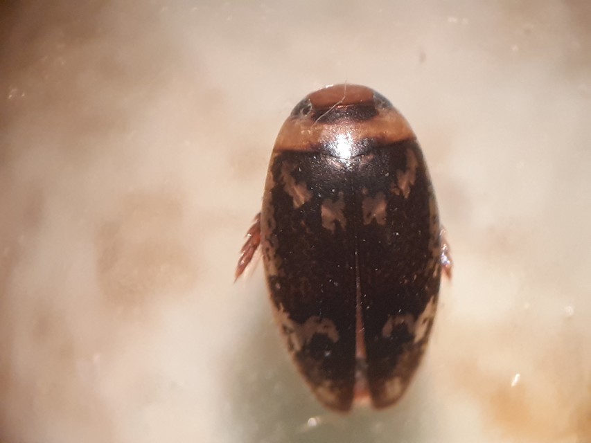 Laccophilus poecilus - tarka bukóbogár