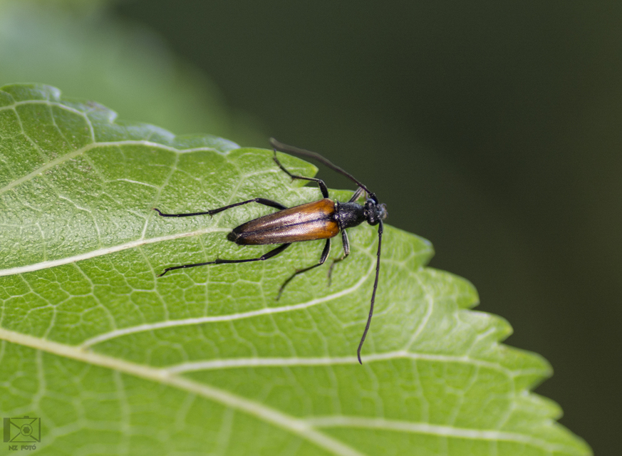 Stenurella melanura - feketevégű karcsúcincér