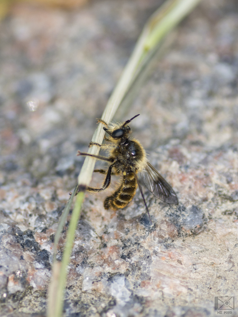 Choerades fuliginosa - barnásszárnyú rablólégy