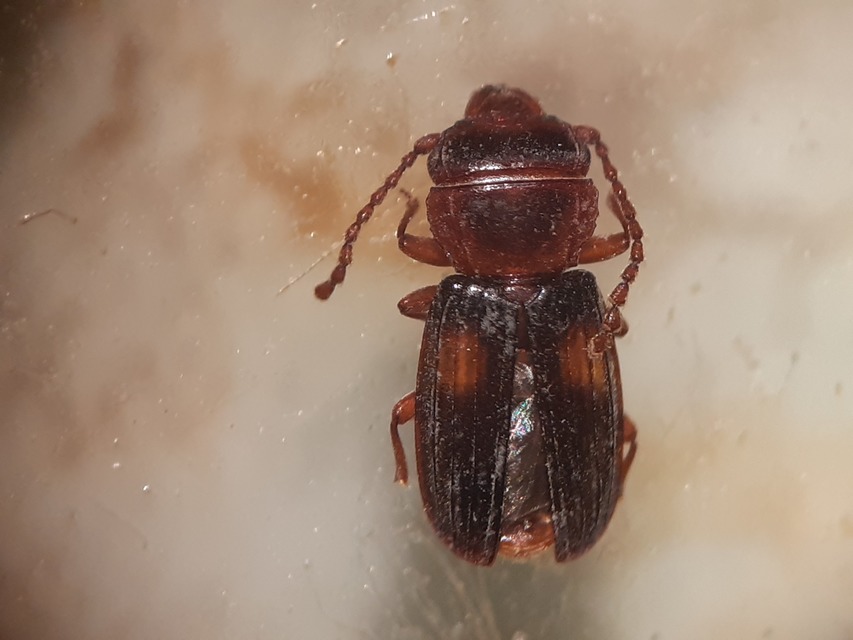 Laemophloeus monilis - nagyfoltú szegélyeslapbogár