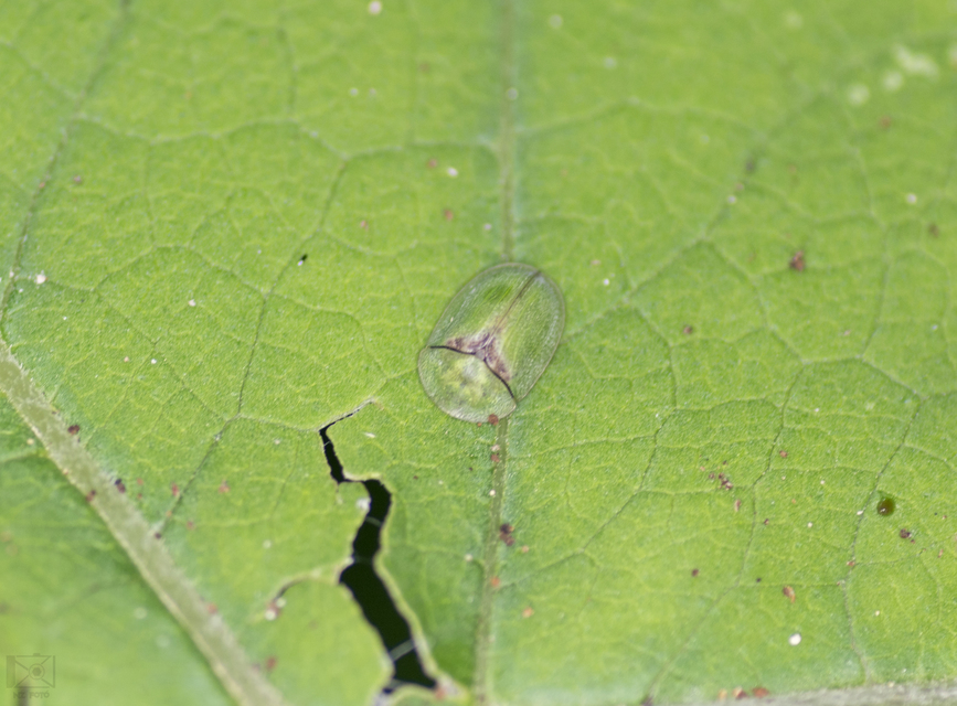 Cassida Cassida