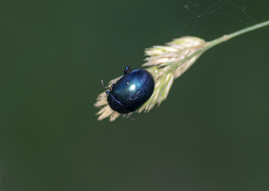 Chrysolina varians - kis orbáncfűlevelész