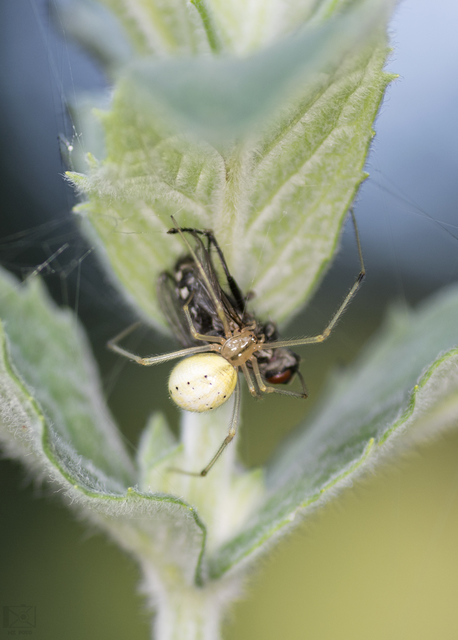 Enoplognatha ovata/latimana