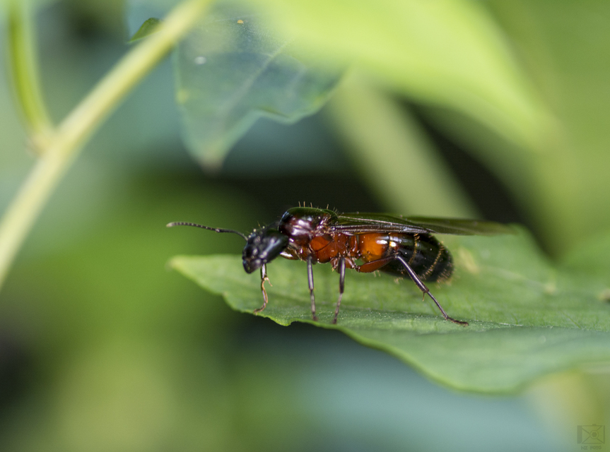 Camponotus ligniperda - faodvasító lóhangya