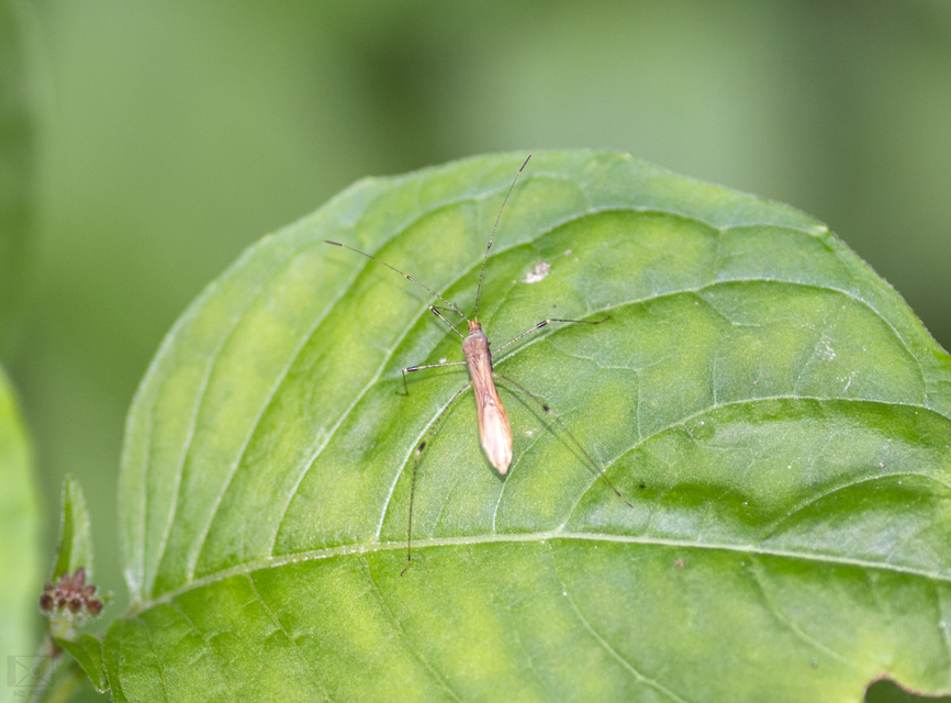 Metatropis rufescens - varázslófű-szúnyogpoloska
