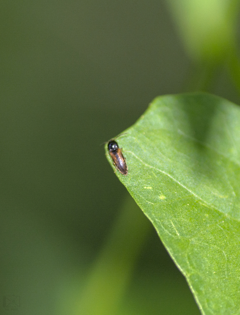 Adrastus