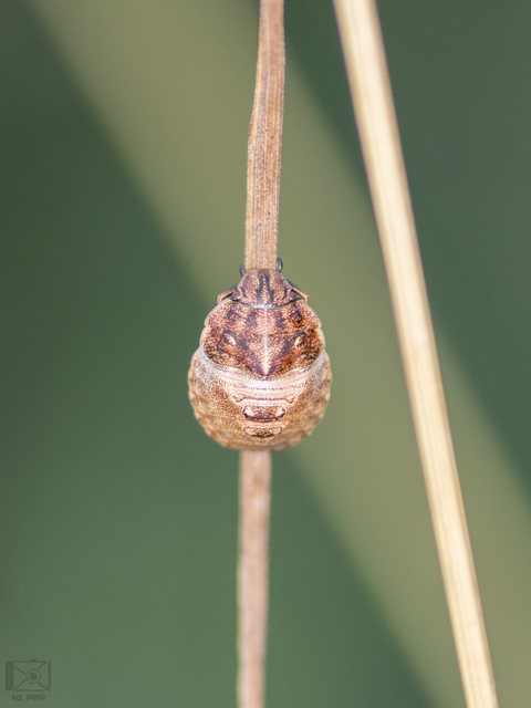 Eurygaster