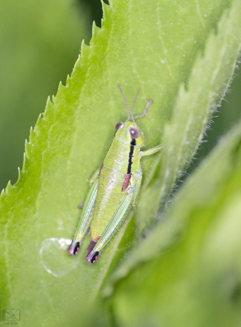 Odontopodisma decipiens - déli hegyisáska