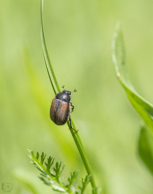 Omaloplia nigromarginata - szegélyes kiscserebogár