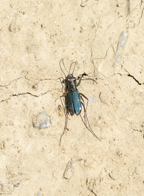 Cylindera germanica - parlagi homokfutrinka