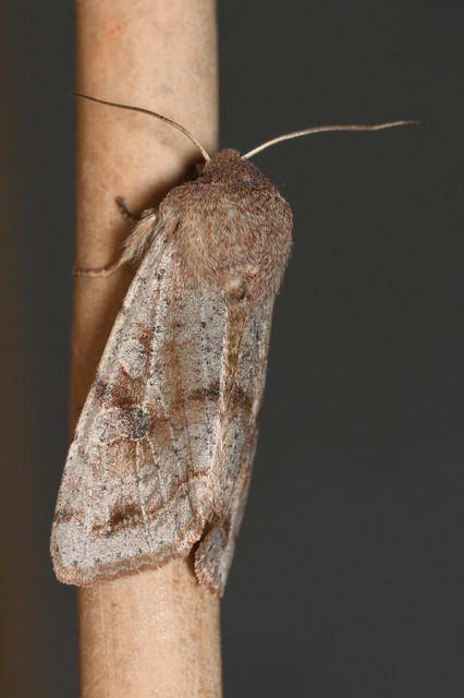 Orthosia incerta - változékony barkabagoly