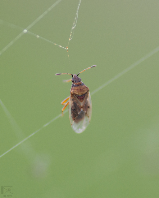 Kleidocerys resedae - nyírbodobács