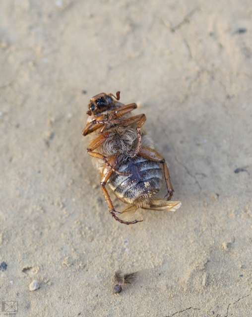 Amphimallon solstitiale - bordás sárgacserebogár