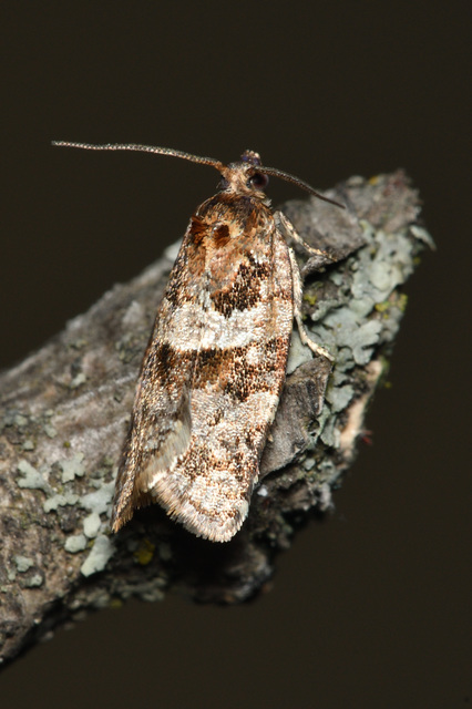 Argyrotaenia ljungiana - ékes sodrómoly