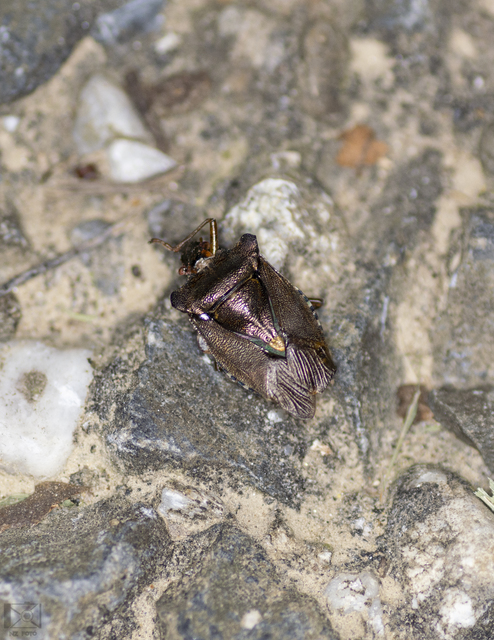 Pentatoma rufipes - vöröslábú címerespoloska Pentatoma rufipes - vöröslábú címerespoloska
