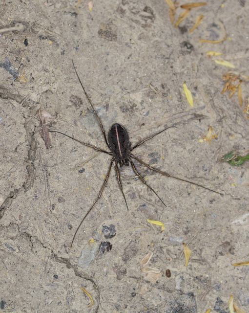 Zachaeus crista