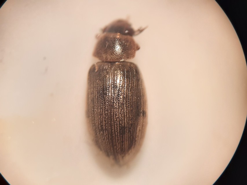 Berosus frontifoveatus - tüskés szemescsibor Berosus frontifoveatus - tüskés szemescsibor
