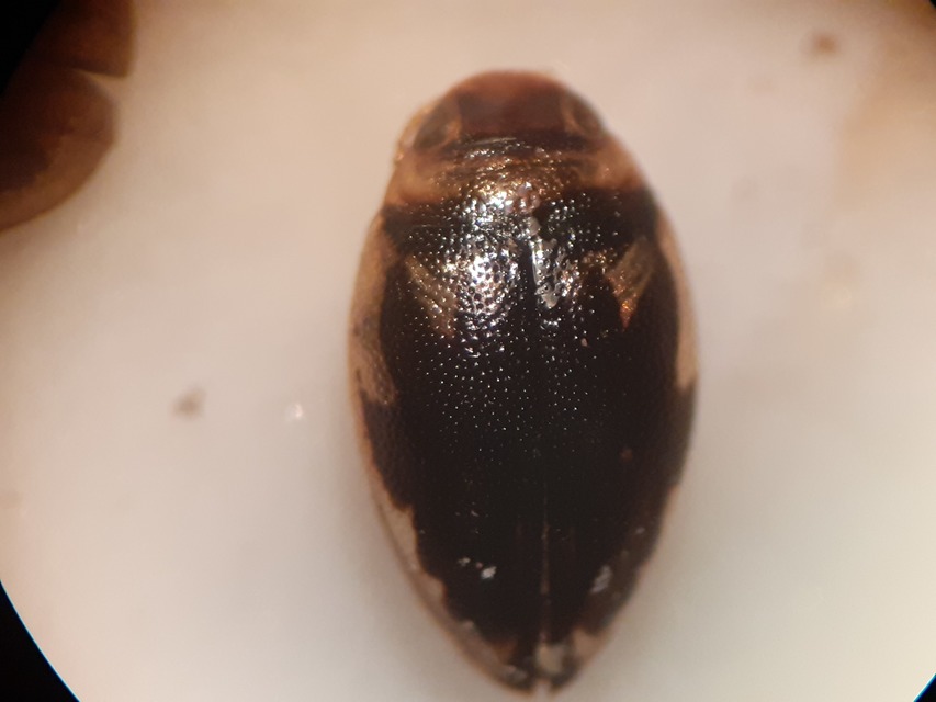 Hygrotus inaequalis - gyakori aprócsíkbogár