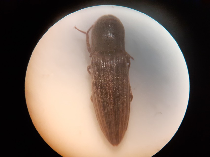 Agriotes lineatus - vetési pattanó