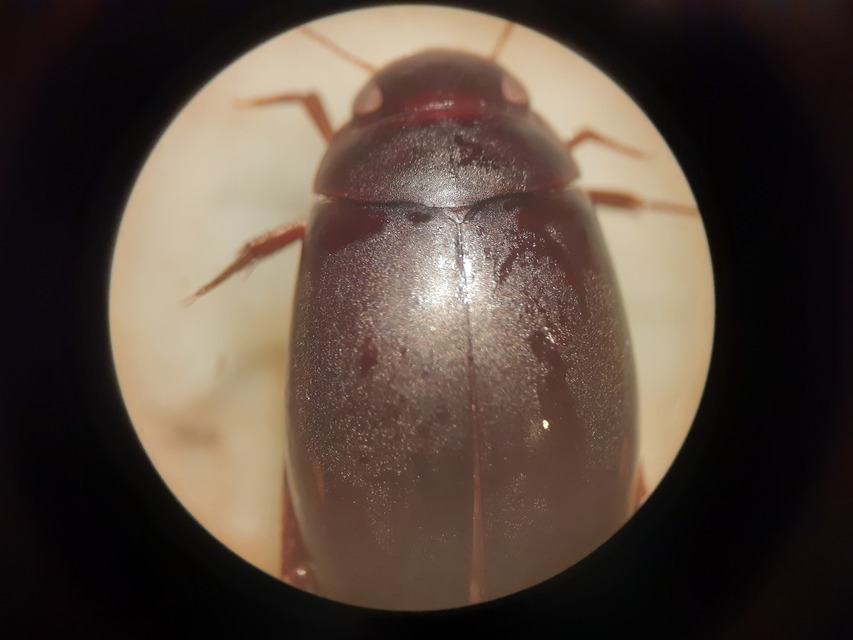 Ilybius quadriguttatus - gyakori orsócsíkbogár