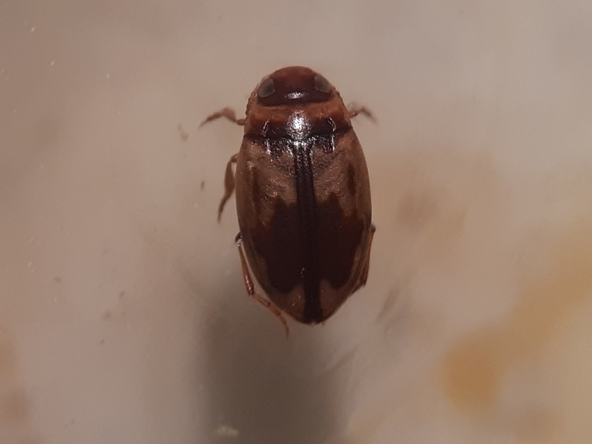 Hydroglyphus geminus - gyakori paránycsíkbogár