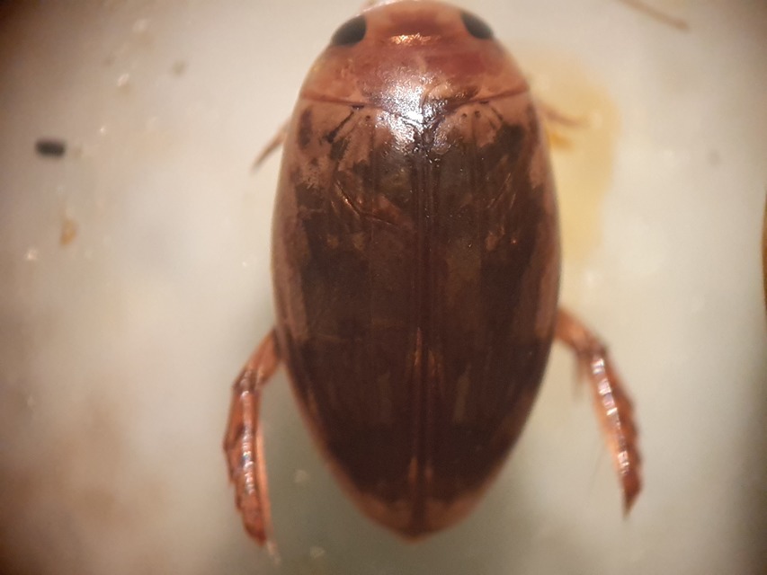 Laccophilus minutus - néma bukóbogár Laccophilus minutus - néma bukóbogár