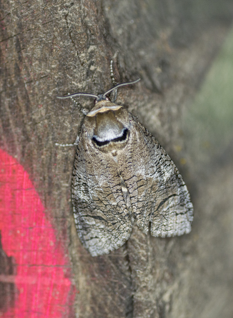 Cossus cossus - fűzfarontólepke