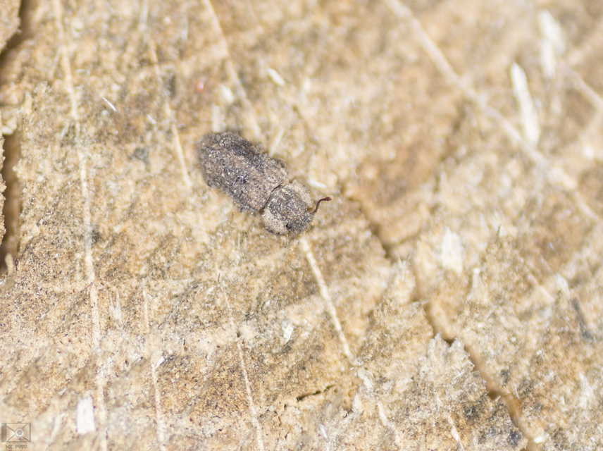 Endophloeus marcovichianus - fogasszélű héjbogár