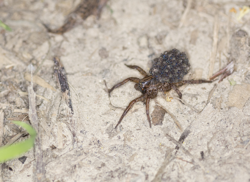 Trochosa