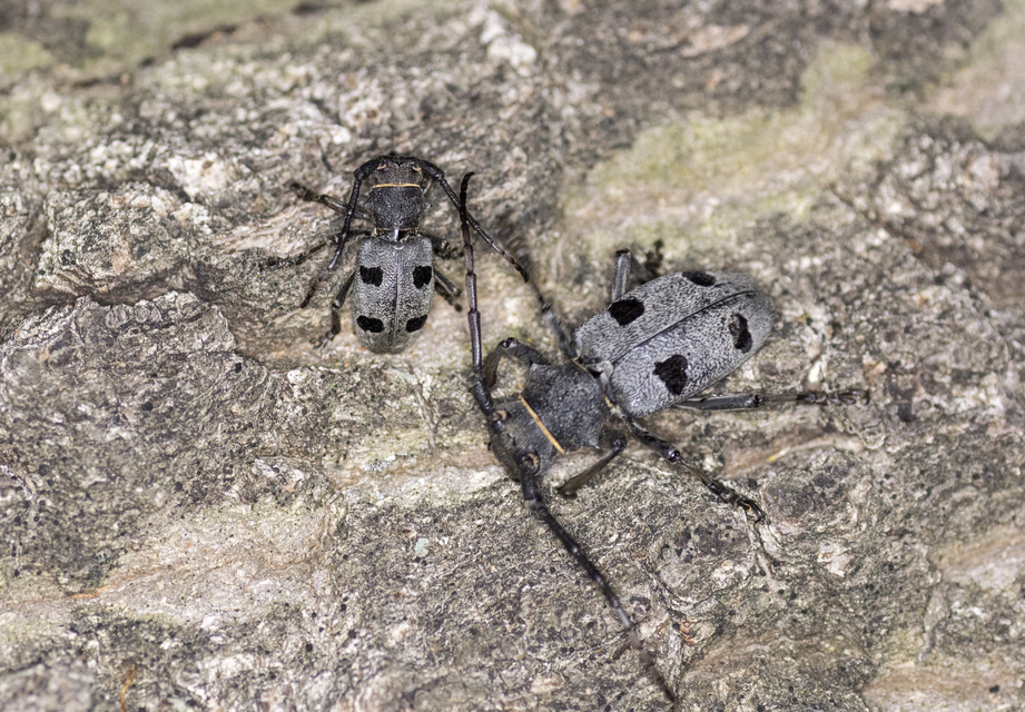 Morimus asper funereus - gyászcincér