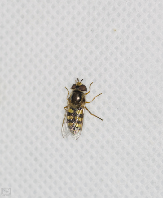 Eupeodes