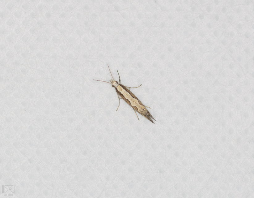 Plutella xylostella - káposztamoly