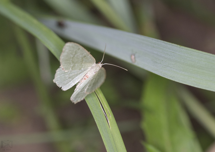 Hemithea aestivaria - nyír-zöldaraszoló
