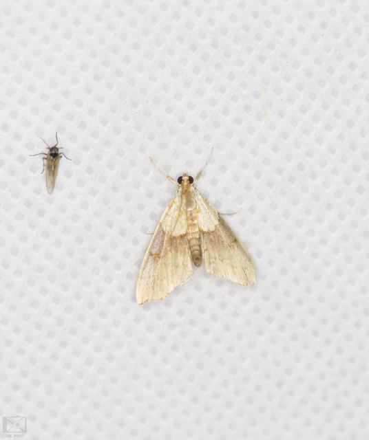Agrotera nemoralis - ligeti tűzmoly