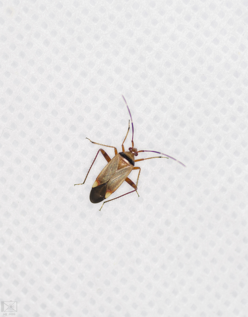 Adelphocoris vandalicus - feketevállú mezeipoloska