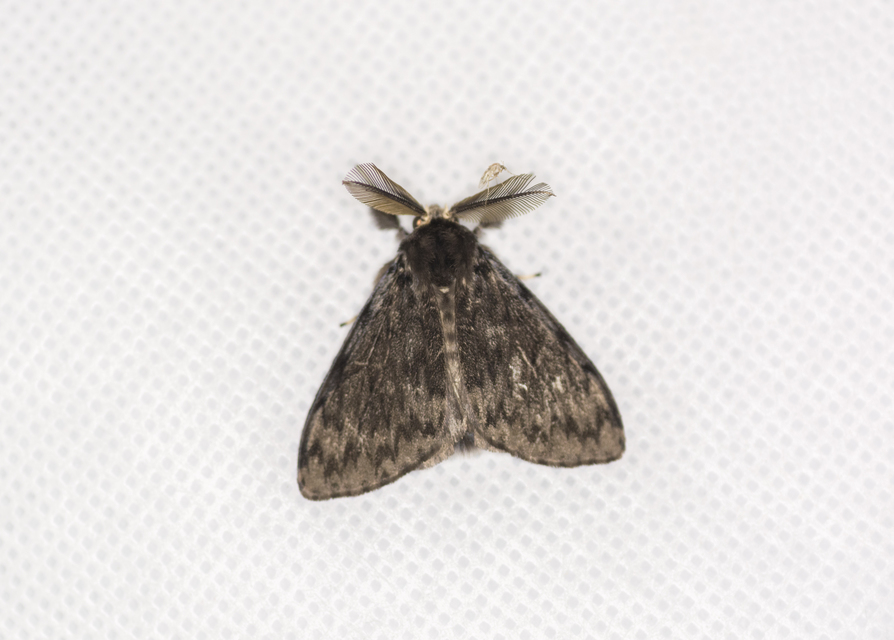 Lymantria monacha - apácalepke