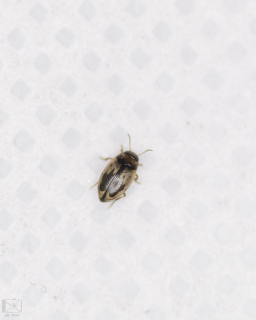 Hydroglyphus geminus - gyakori paránycsíkbogár