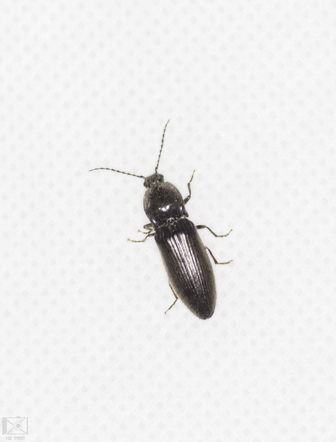 Hemicrepidius hirtus - borzas pattanó