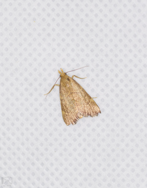 Hypsopygia rubidalis - vörös fényilonca