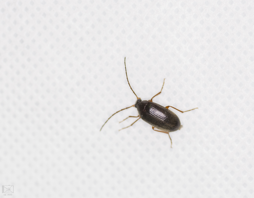Hymenalia rufipes - rőtlábú alkonybogár