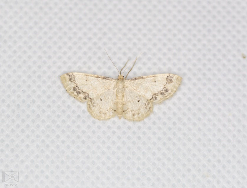 Idaea trigeminata - csúcsfoltos apróaraszoló