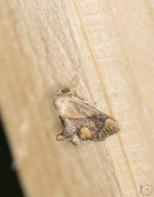 Apoda limacodes - kagylólepke